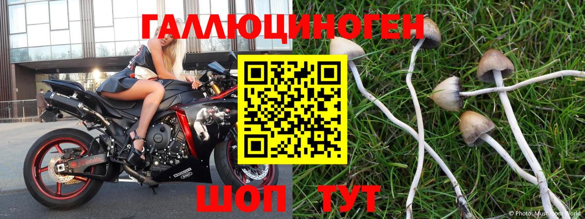 Галлюциногенные грибы Psilocybine cubensis Ярославль
